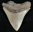 Bargain Megalodon Tooth - Sharp Serrations #10798-2